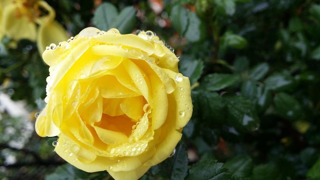 Briar Rose Bed & Breakfast Boulder Eksteriør billede